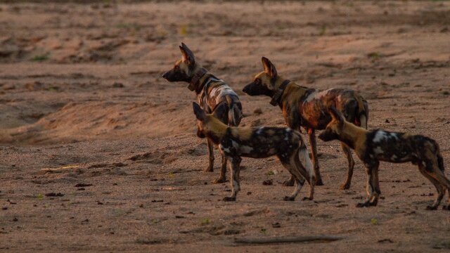 Wild Dogs: Running with the Pack