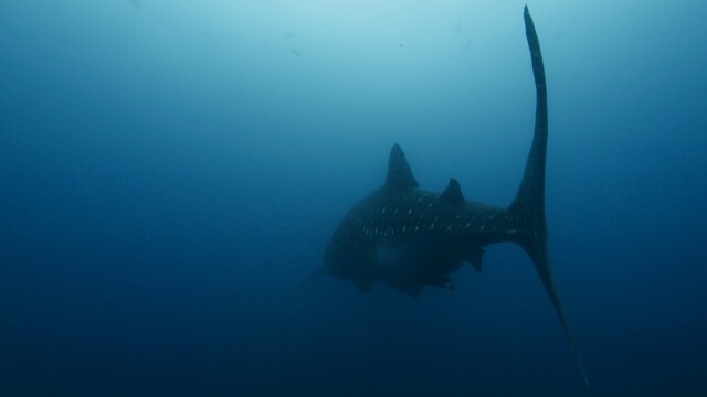 Planet Earth: Blue Planet II