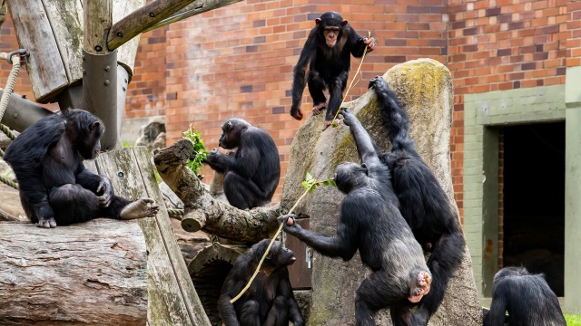 Secrets of the Zoo: Down Under