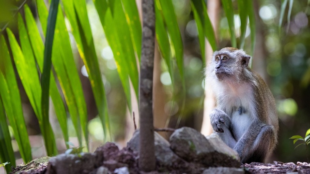 Macaque Island