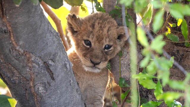 Big Cats 24/7