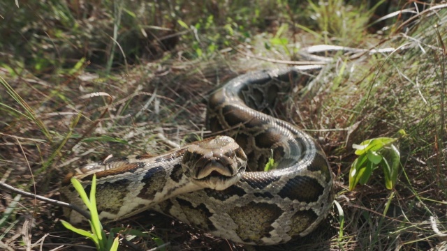 Swamp People: Serpent Invasion