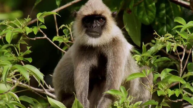 Wild Sri Lanka