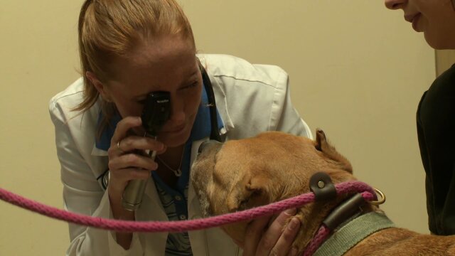 Pit Bulls and Parolees