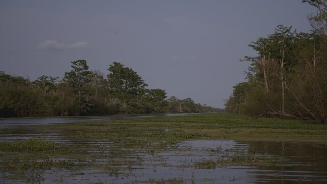 Cold Case Files: Murder in the Bayou