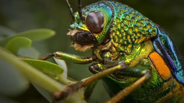 Bugs That Rule the World