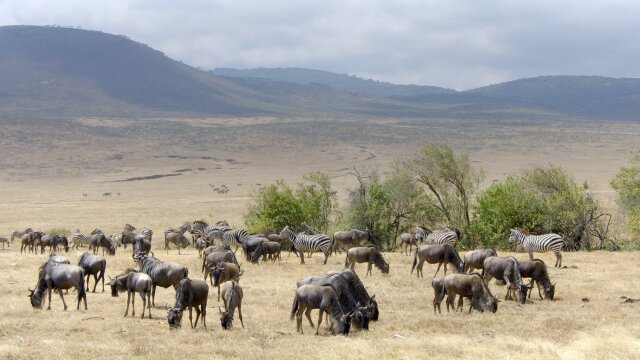 Wildlife Icons