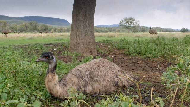 Wild Birds of Australia