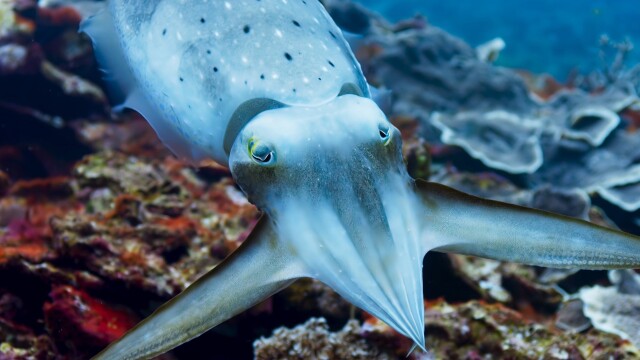 Planet Earth: Blue Planet II