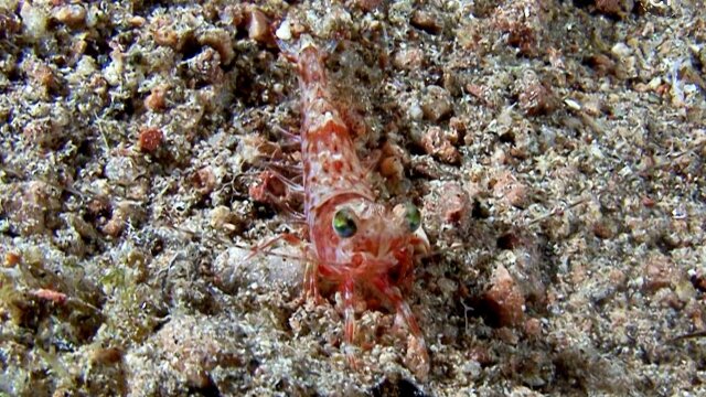 Earth Odyssey With Dylan Dreyer