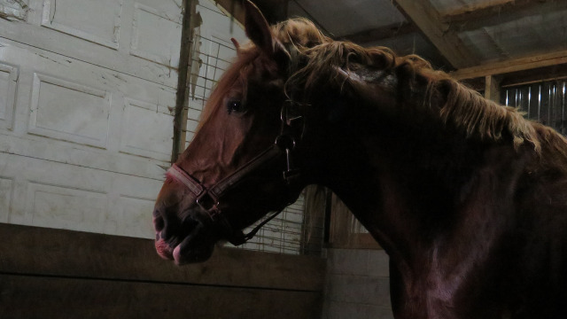 The Incredible Dr. Pol