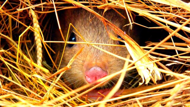 Secrets of Wild Australia