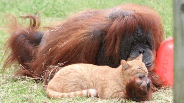 Unlikely Animal Friends