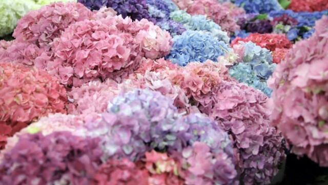 J Schwanke's Life in Bloom