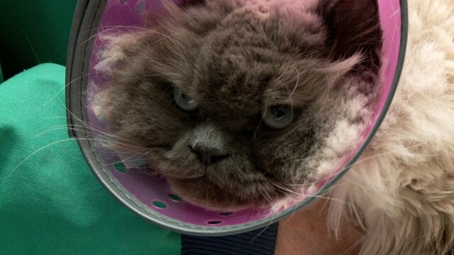 The Incredible Dr. Pol