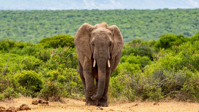 Great Species of the African Savannah