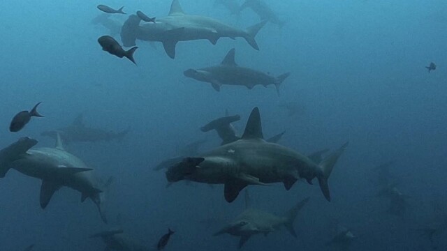 Shark Dive TV