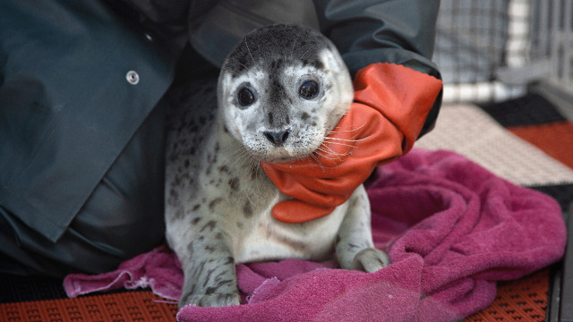 Alaska Animal Rescue