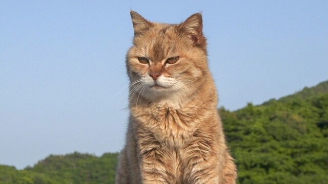 A Cat's-Eye View of Japan