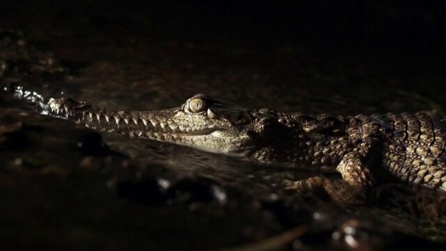 Coyote Peterson: Brave the Wild