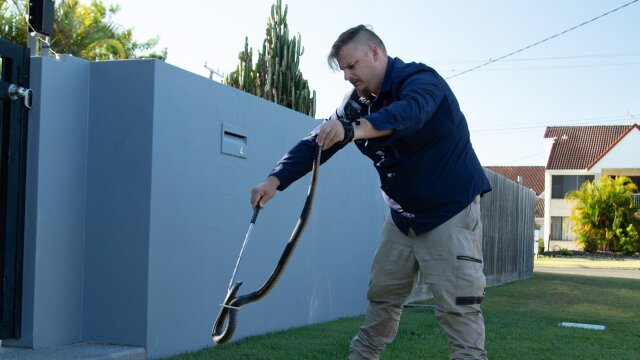 Aussie Snake Wranglers