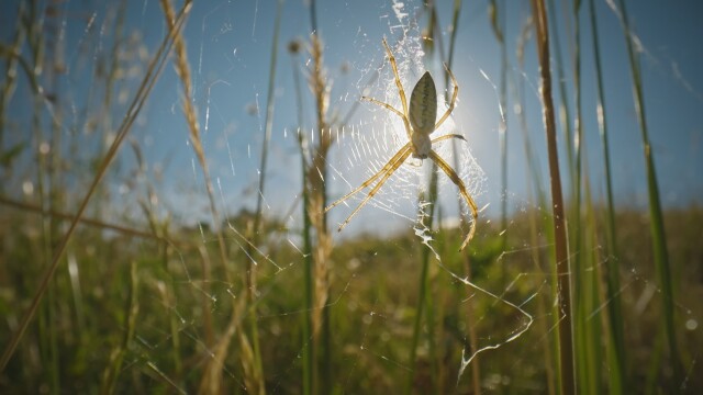 Webs & Wings: Nature's Tiny Ballet