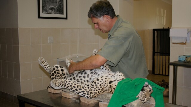 Shamwari