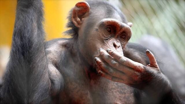 Animal DNA