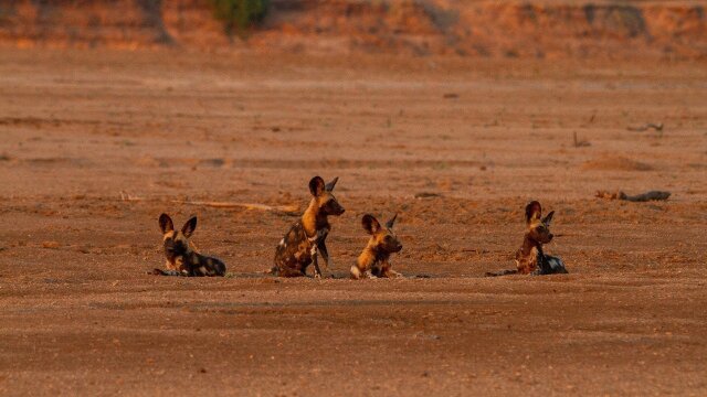 Wild Dogs: Running with the Pack