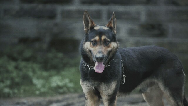 Paranormal Caught on Camera