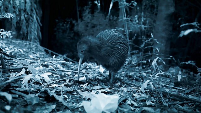 Wild New Zealand