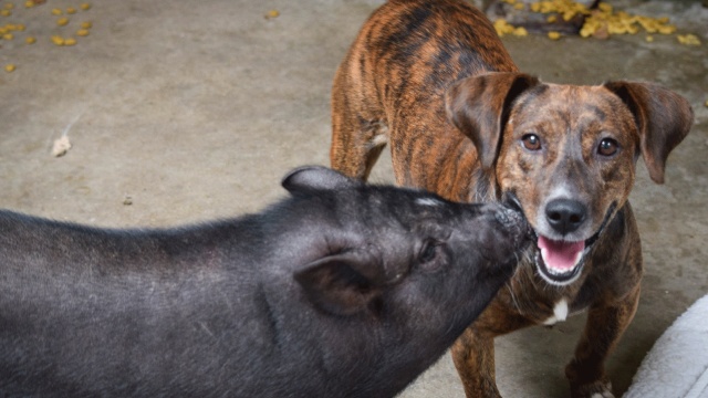 Unlikely Animal Friends