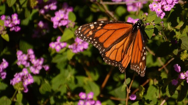 Central Texas Gardener