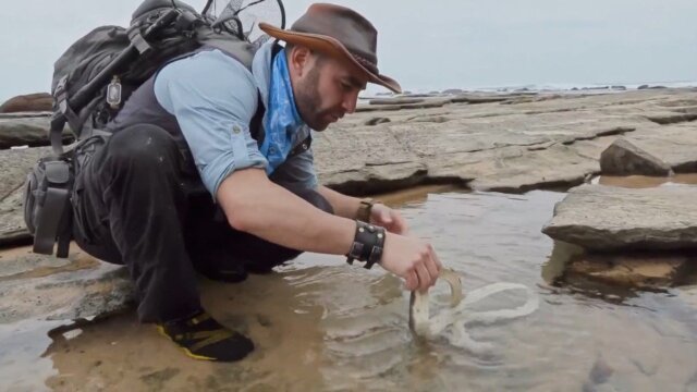 Coyote Peterson: Brave the Wild