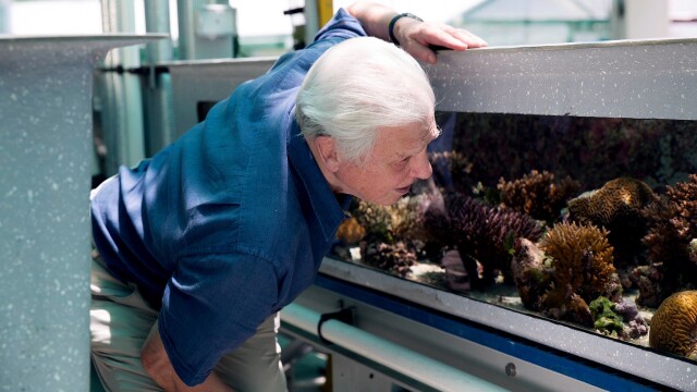 David Attenborough's Great Barrier Reef