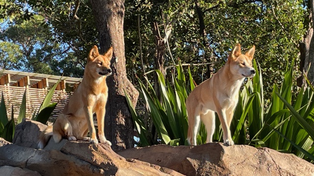 Secrets of the Zoo: Down Under