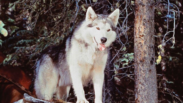 Nikki, Wild Dog of the North