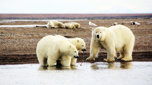 The Great Polar Bear Feast