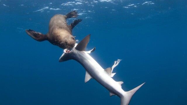 Tiburones vs. depredadores