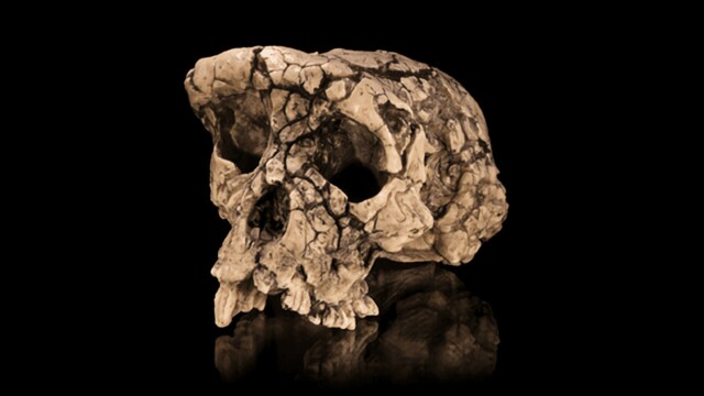 Toumai, the Oldest Human Ancestor