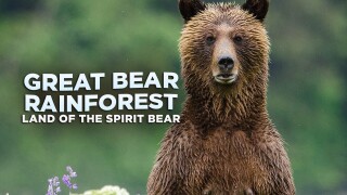 Great Bear Rainforest: Land of the Spirit Bear