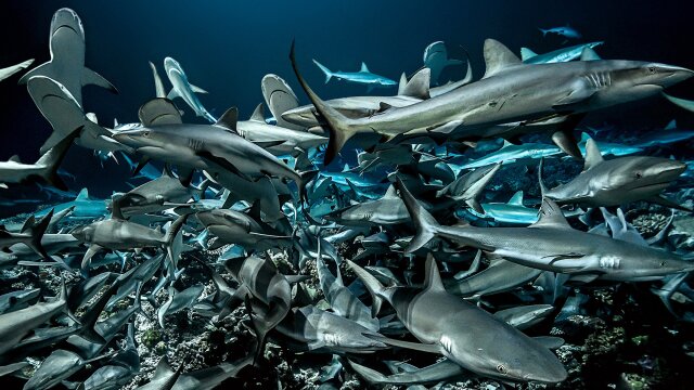 700 Sharks