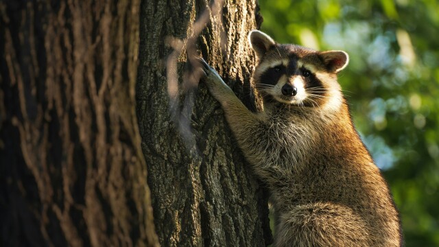 Raccoons: Survival Warriors