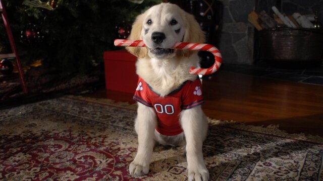 Santa Buddies: The Legend of Santa Paws