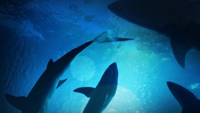 Tiburones: Sharks of Cuba