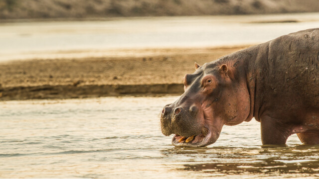 Hippos After Dark