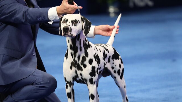 The National Dog Show