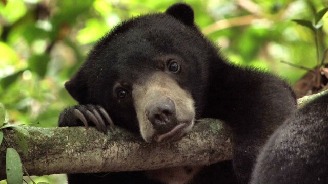 Life Is One: Growing Up Sun Bear