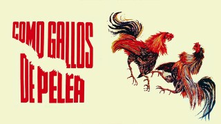 Como gallos de pelea