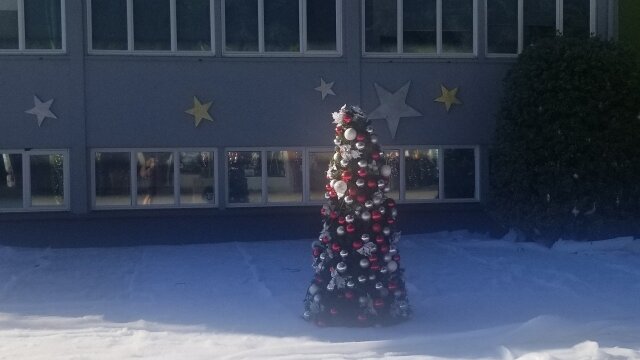 A Christmas Tree Grows in Colorado